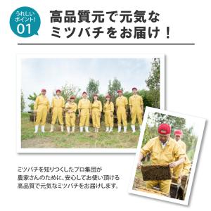 ミツバチ 受粉用 ミツバチボーヤ8000 長期...の詳細画像2