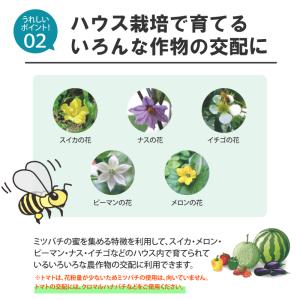 ミツバチ 受粉用 ミツバチボーヤ8000 長期...の詳細画像3