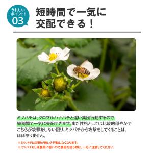 ミツバチ 受粉用 ミツバチボーヤ8000 長期...の詳細画像4