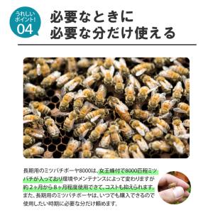 ミツバチ 受粉用 ミツバチボーヤ8000 長期...の詳細画像5
