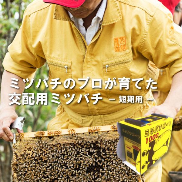 ミツバチ 受粉用 ミツバチボーヤ1000 短期 交配用 女王蜂なし 蜜蜂 1000匹 花粉 交配 授...