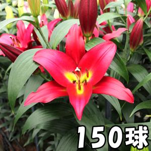 カサブランカ 球根 赤 花の球根 の商品一覧 球根 種芋 花 ガーデニング 通販 Yahoo ショッピング