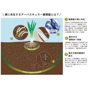 4袋 微生物土壌改良材 育苗用G2 5kg 松...の詳細画像2