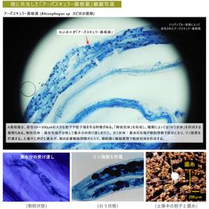 4袋 微生物土壌改良材 育苗用G2 5kg 松...の詳細画像3