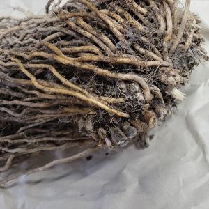 アスパラガス苗 スーパージャンボ 超超特大株 ...の詳細画像1