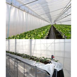 2本 サニーコート 内張りタイプ 300cm×...の詳細画像4