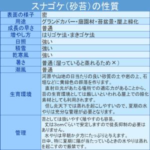 国産 砂苔 300×600mm 10トレー 星...の詳細画像1