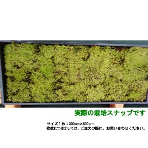 国産 砂苔 300×600mm 10トレー 星...の詳細画像2