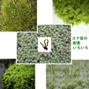 国産 砂苔 300×600mm 10トレー 星...の詳細画像3