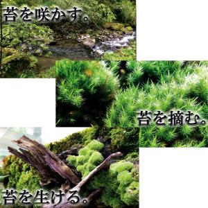 国産 砂苔 300×600mm 10トレー 星...の詳細画像4