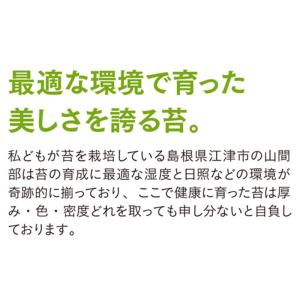 国産 砂苔 300×600mm 10トレー 星...の詳細画像5