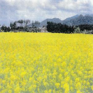 種 1kg×5袋 緑肥用からしなシロカラシ 黄...の詳細画像1