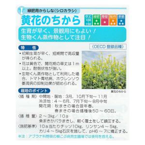 種 1kg×5袋 緑肥用からしなシロカラシ 黄...の詳細画像2
