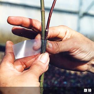 ニューメデール 接木用テープ ミシン目無し 幅...の詳細画像3