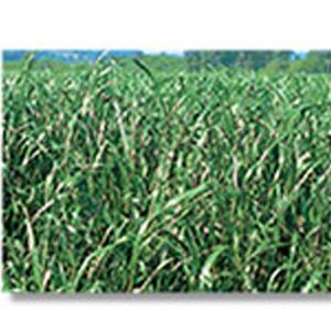 センチピードグラス 種子 1kg 芝種 センチピードグラス 1kg 芝 種 種子 芝生 芝の種 芝生の種