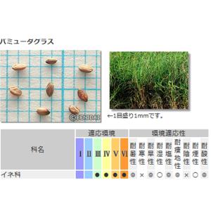 芝 草 種 バミューダグラス 種 1kg 種の...の詳細画像1