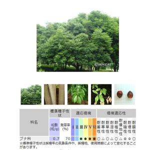 緑化用 草本 アラカシ 日本産 種 1kg 種...の詳細画像1