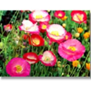 ポピー 種 赤 種 種子 の商品一覧 花 ガーデニング 通販 Yahoo ショッピング