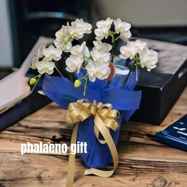 ミニ胡蝶蘭 5本立て 白 開店祝い 移転祝い 就任祝い お誕生日 プレゼント 木札 ミニサイズ 札幌...