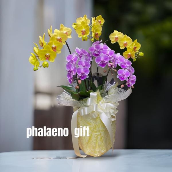 ミニ胡蝶蘭 6本立て ピンク イエロー 開店祝い 移転祝い 就任祝い お誕生日 プレゼント 木札 ミ...