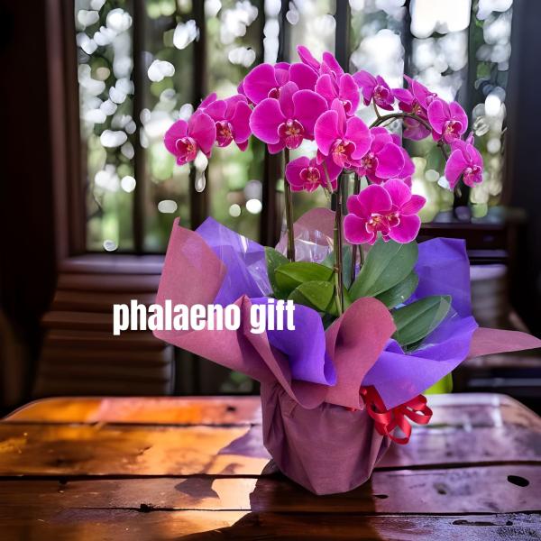 ミニ胡蝶蘭 3本立て ピンク 開店祝い 移転祝い 就任祝い お誕生日 プレゼント 木札 ミニサイズ ...
