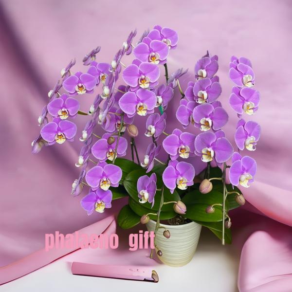 ミニ胡蝶蘭 5本立て ピンク 開店祝い 移転祝い 就任祝い お誕生日 プレゼント 木札 ミニサイズ ...