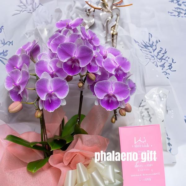 ミニ胡蝶蘭 3本立て ピンク 開店祝い 移転祝い 就任祝い お誕生日 プレゼント 木札 ミニサイズ ...