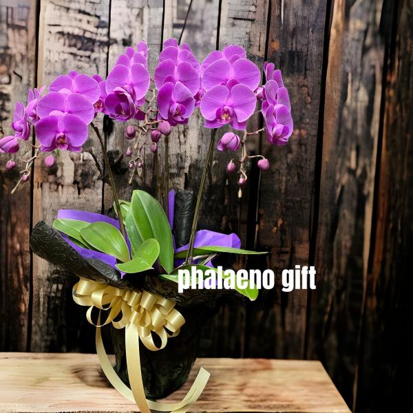 ミニ胡蝶蘭 3本立て ピンク 開店祝い 移転祝い 就任祝い お誕生日 プレゼント 木札 ミニサイズ ...