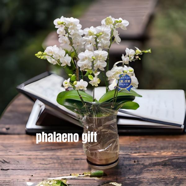 ミニ胡蝶蘭 5本立て 白 開店祝い 移転祝い 就任祝い お誕生日 プレゼント 木札 ミニサイズ 札幌...