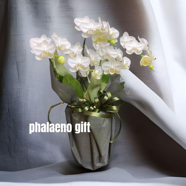 ミニ胡蝶蘭 5本立て 白 開店祝い 移転祝い 就任祝い お誕生日 プレゼント 木札 ミニサイズ 札幌...