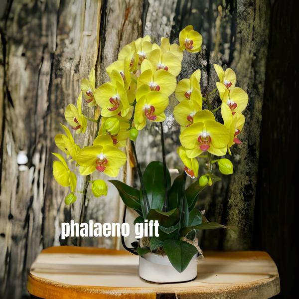 ミニ胡蝶蘭 3本立て 黄色 開店祝い 移転祝い 就任祝い お誕生日 プレゼント 木札 ミニサイズ 札...