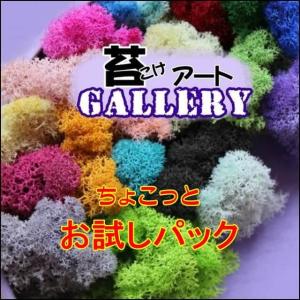 苔 こけ アート ビビットカラー 16色　　　　　　　　　　　テラリウム