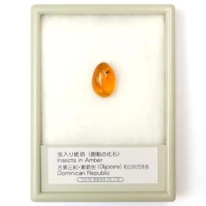 TOKYO SCIENCE 虫入り琥珀（Insects in Amber）約7mm- アンバー(樹脂の化石) 産地：Dominican Re｜pochon-do