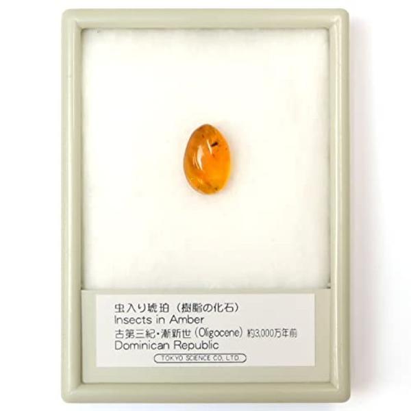 TOKYO SCIENCE 虫入り琥珀（Insects in Amber）約7mm- アンバー(樹脂...