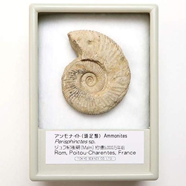 TOKYO SCIENCE アンモナイト ペリスフィンクテス 化石標本（Ammonites Peri...