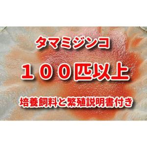 《めだか街道》クリーンタマミジンコ１００匹以上+培養飼料+繁殖説明書