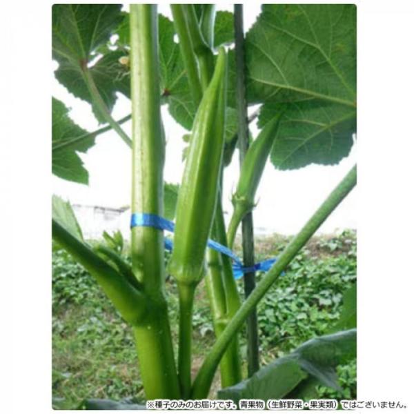 野菜種 オクラ種子 かこみどり 80粒 小袋 五角オクラ 柔らかい モチモチ食感