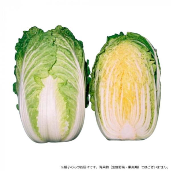 ハクサイ 種子 CRRエンペラー コートL 5000粒 根こぶ病 抵抗性 大型 白菜