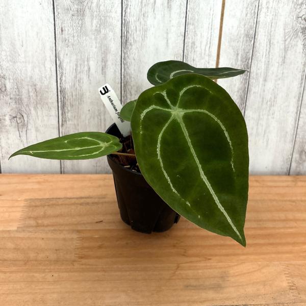 アンスリウム　フォルゲッティ　原種　3.5号（10cm）黒ロングポット　Anthurium forg...