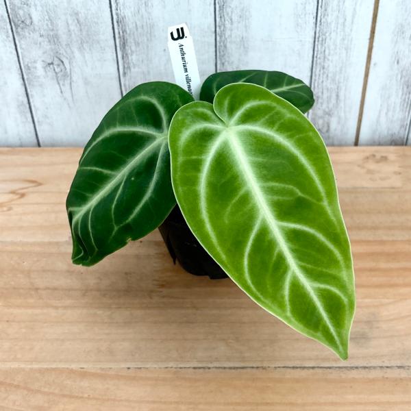 アンスリウム　ビレナオルム　原種　3.5号（10cm）黒ロングポット Anthurium ville...