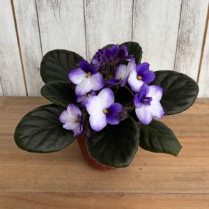 セントポーリア 「ボニータ ブルー」 開花株 ...の詳細画像1