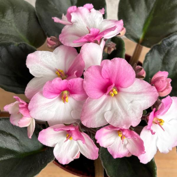 セントポーリア 「ボニータ　ピンク」 開花株  3.5号