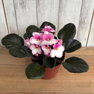 セントポーリア 「ボニータ ピンク」 開花株 ...の詳細画像1