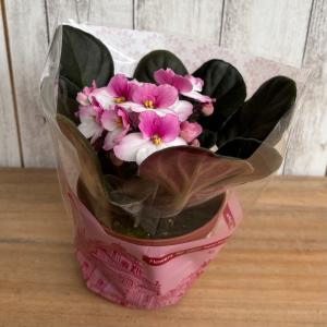 セントポーリア 「ボニータ ピンク」 開花株 ...の詳細画像2