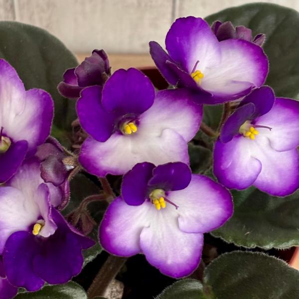 セントポーリア 「ボニータ　パープル」 開花株  3.5号