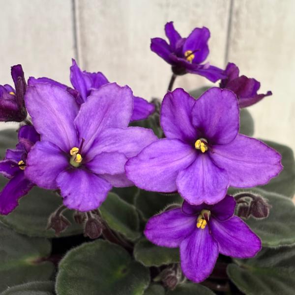 セントポーリア 「コネチカット」 開花株  3.5号