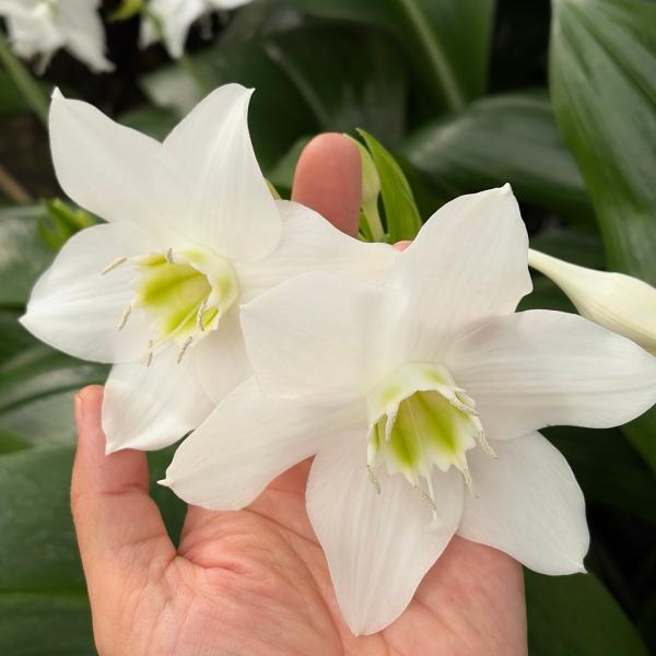 ユーチャリス（アマゾンリリー）苗　4号