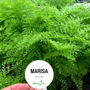 観葉植物 シダ Vitro Plus 【MARISA マリサ】 3.5号ポット｜pocoloco