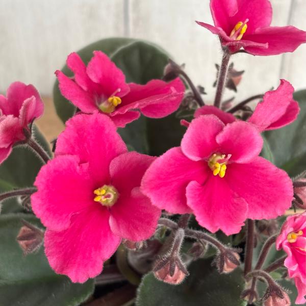 セントポーリア 「ジェシカ」 開花株  3.5号