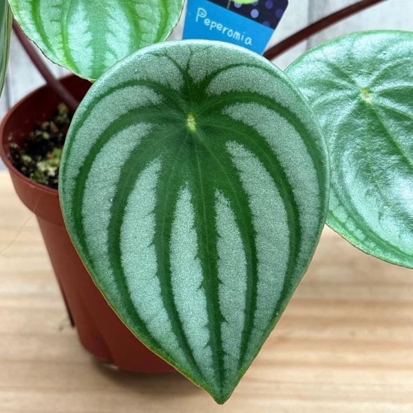 ペペロミア　アルギレイア（サンデルシー）別名スイカペペ　3.5号（10cm）ポット